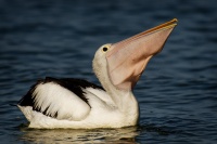 Pelikan australsky - Pelecanus conspicillatus - Australian Pelican 5420